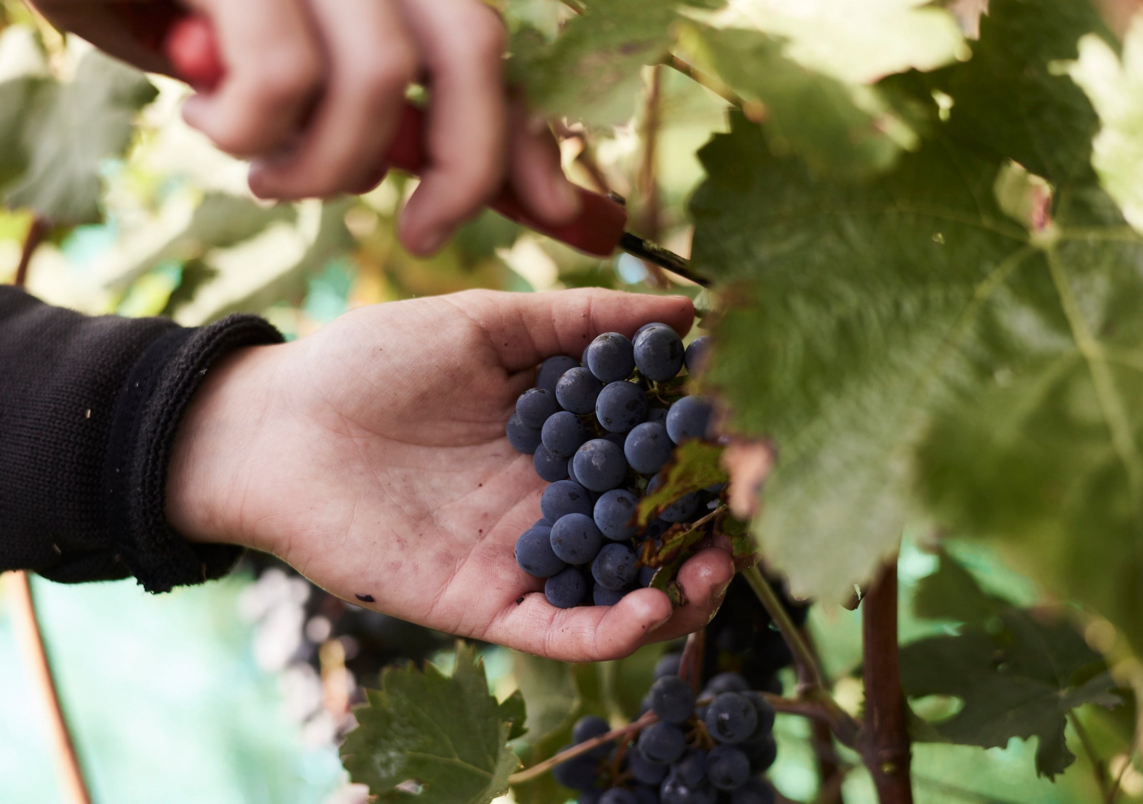 Weinlese erleben – helfende Hände gesucht!